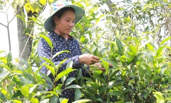 Organic direction in producing Suoi Giang ancient tea